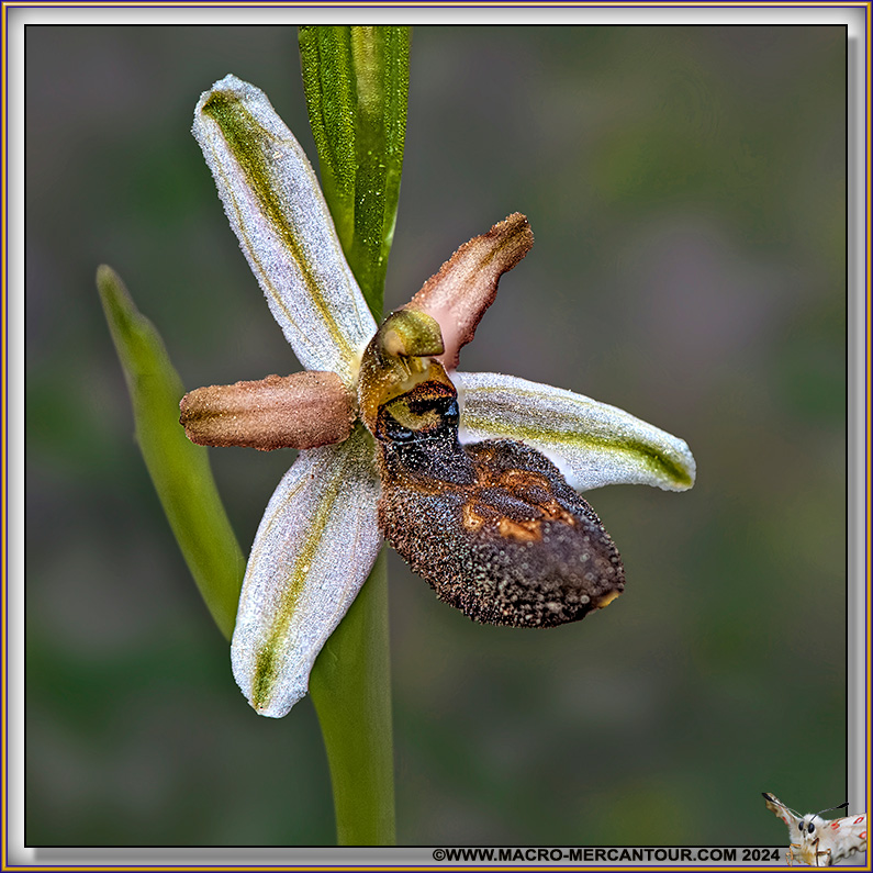 Ophrys Exaltata